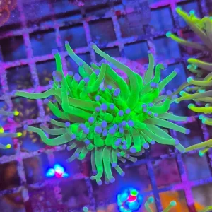 Euphyllia Glabrescens – Torch Coral ”Blueberry”