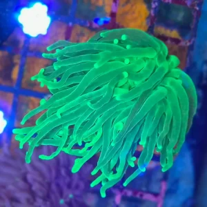 Euphyllia glabrescens – Torch Coral ”Green Premium”