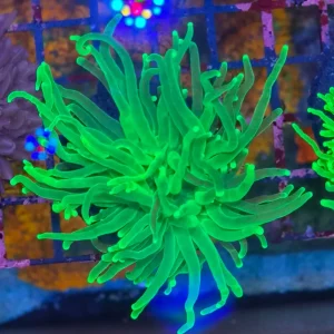 Euphyllia glabrescens – Torch Coral ”Green Premium”