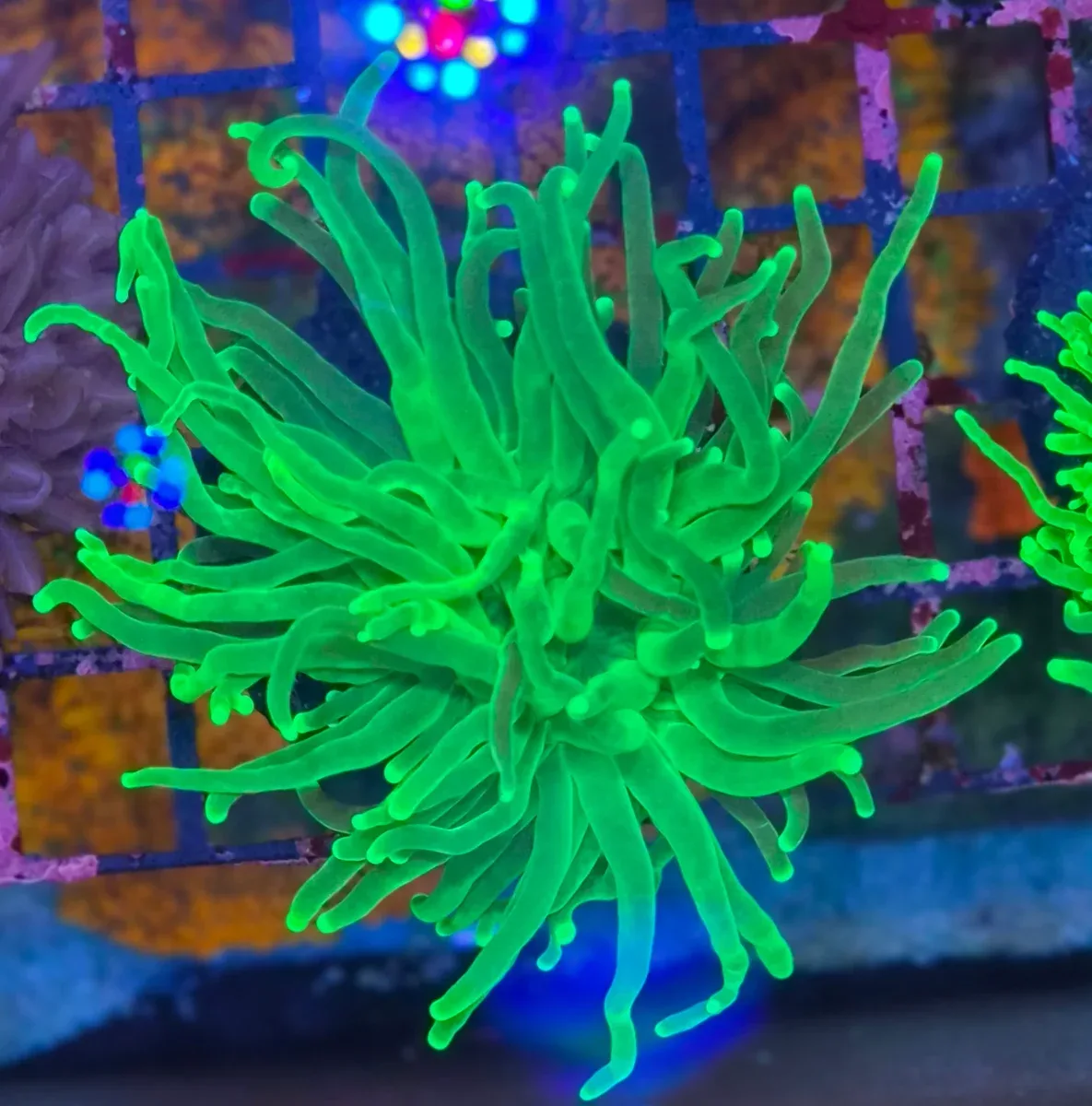 Euphyllia glabrescens – Torch Coral ”Green Premium”