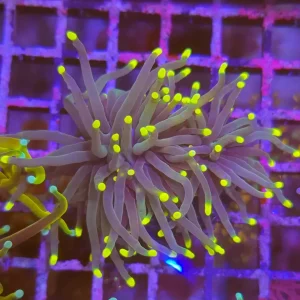 Euphyllia Glabrescens – Torch Coral ”Green tip”