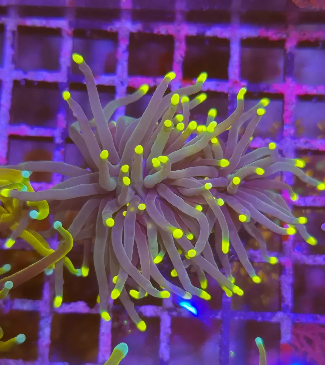 Euphyllia Glabrescens – Torch Coral ”Green tip”