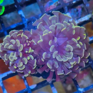Euphyllia paraancora Copper-Orange