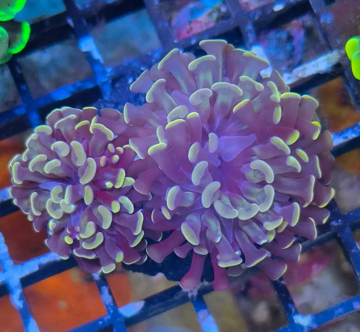 Euphyllia paraancora Copper-Orange