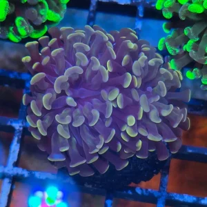 Euphyllia paraancora Copper-Orange