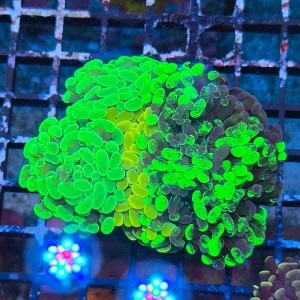 Euphyllia paraancora Garden (Korallifarmi Selection)