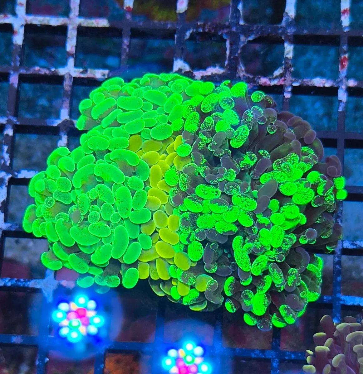 Euphyllia paraancora Garden (Korallifarmi Selection)