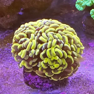 Euphyllia paraancora Gold