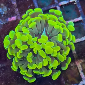 Euphyllia paraancora Gold