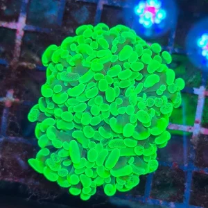 Euphyllia paraancora – Green special
