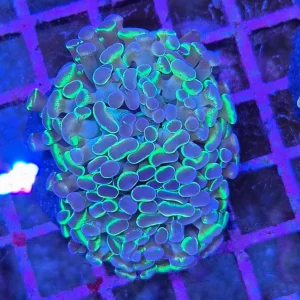 Euphyllia paraancora Hologram