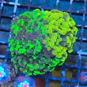 Euphyllia paraancora Mix – Gold & Green two tone
