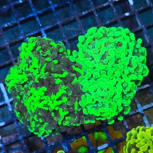 Euphyllia paraancora Mix – Green Duo