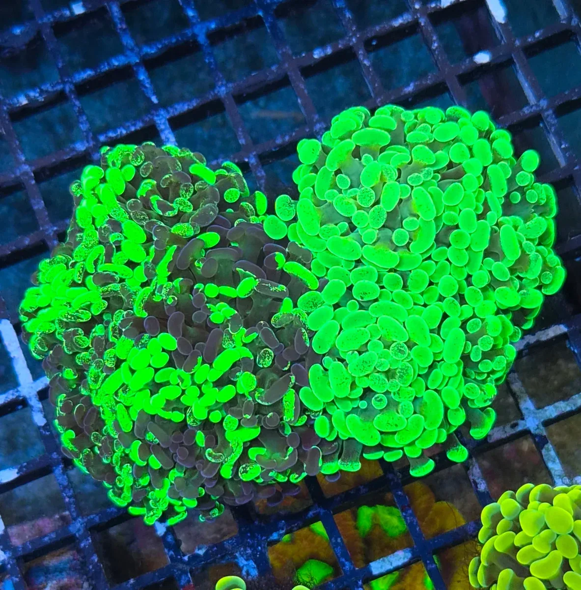 Euphyllia paraancora Mix – Green Duo
