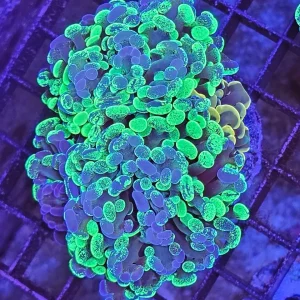 Euphyllia paraancora Mix – Two tone Green + Gold