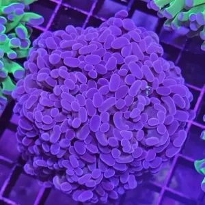 Euphyllia paraancora purple