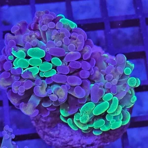 Euphyllia paraancora ”Two tone”