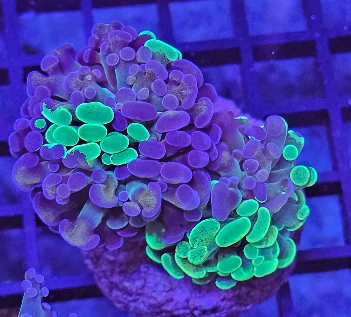 Euphyllia paraancora ”Two tone”
