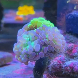 Euphyllia paraancora ”Two tone”