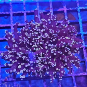 Euphyllia paradivisa ”frogspawn” Orange