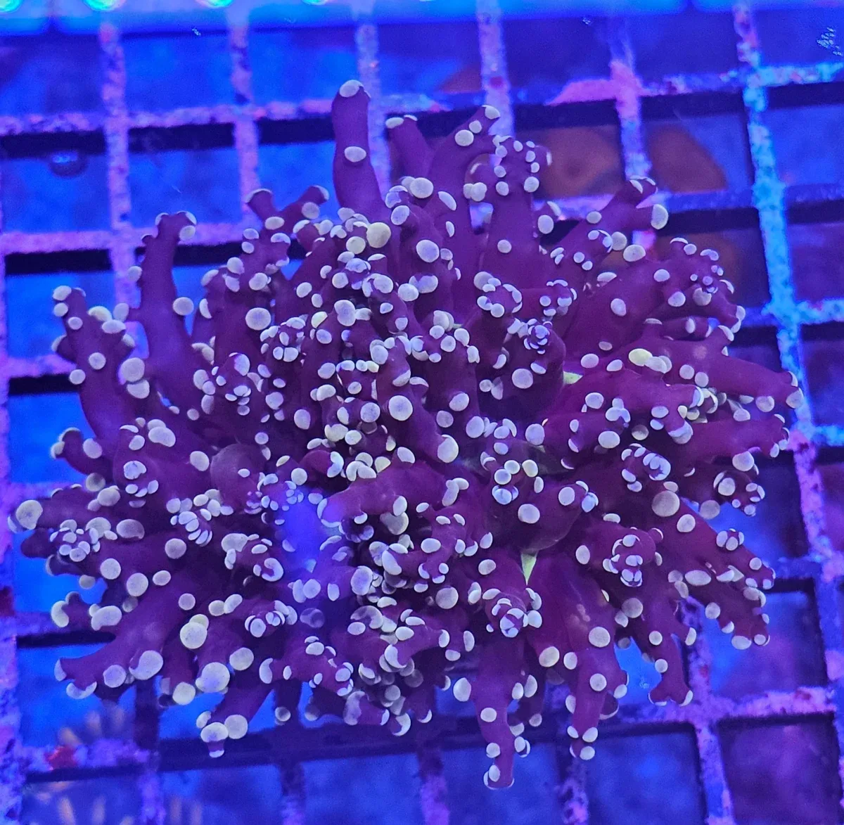 Euphyllia paradivisa ”frogspawn” Orange