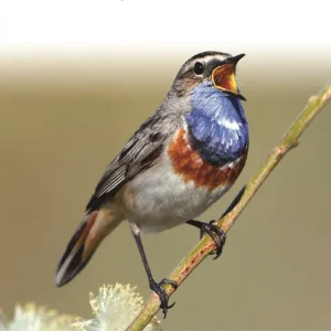 Europe’s Birds An identification Guide – Hume, R. 2021