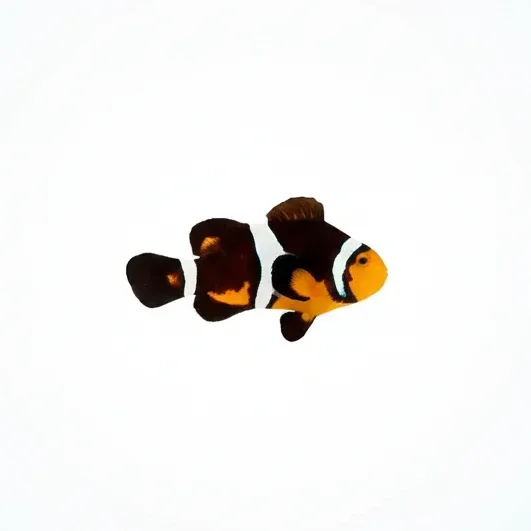 Fancy Ocellaris Clownfish (Amphiprion ocellaris)