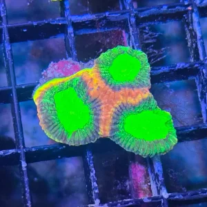 Favia Dragon Soul (Favia sp.)