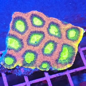Favia Dragon Soul (Favia sp.)