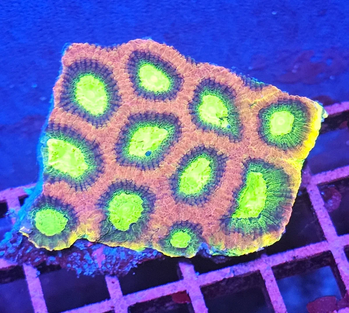 Favia Dragon Soul (Favia sp.)