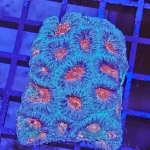 Favia Turquoise-Red L