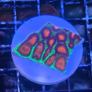 Favia Watermelon