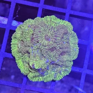 Favia yellow/green
