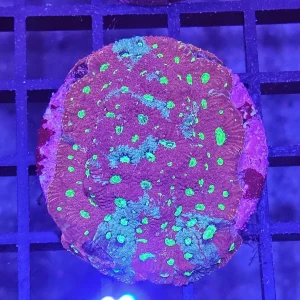 Favites ”War coral” Red-Green Premium