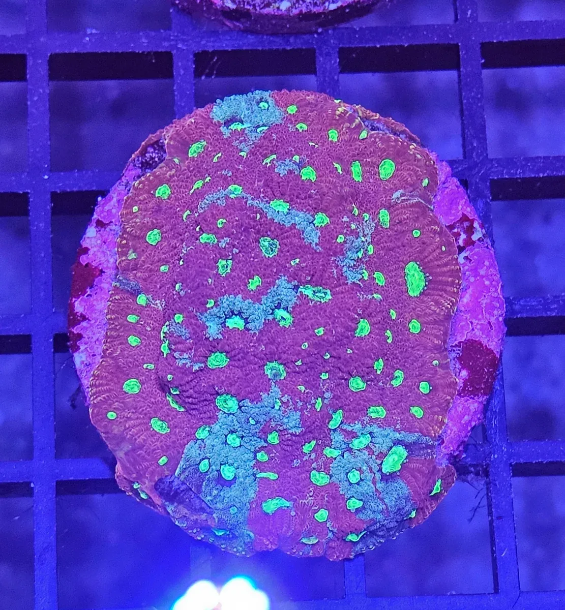 Favites ”War coral” Red-Green Premium