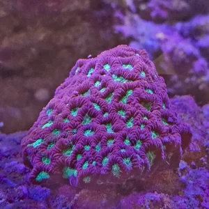 Favites ”War coral” Red L