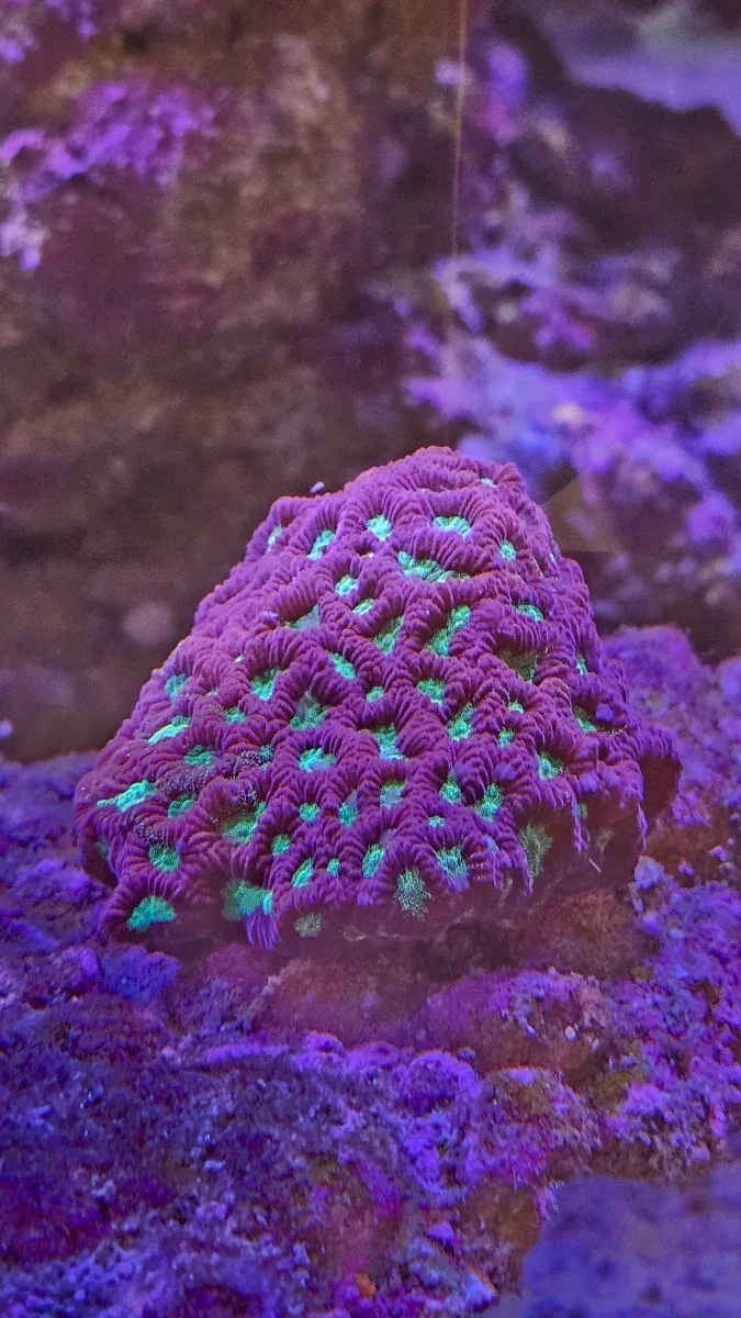 Favites ”War coral” Red L