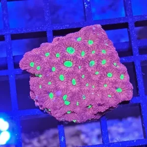 Favites ”War coral” Red Ultra