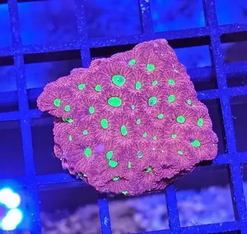 Favites ”War coral” Red Ultra
