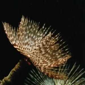 Feather Duster (Sabellastarte magnifica) (L)