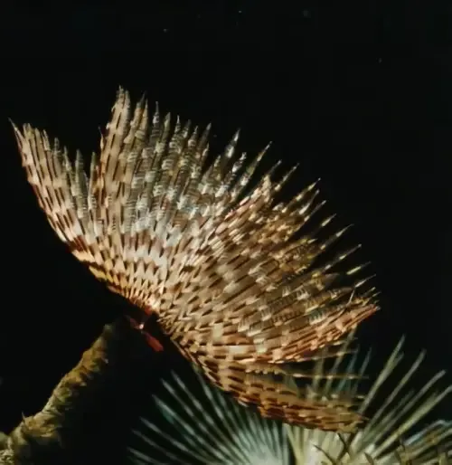Feather Duster (Sabellastarte magnifica) (L)