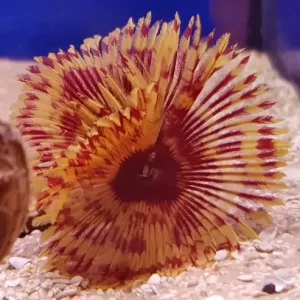 Feather Duster Special color (Sabellastarte)