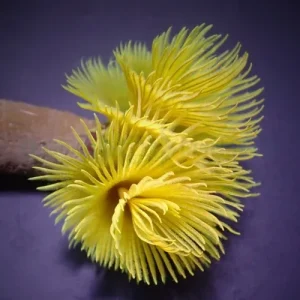 Feather Duster yellow (Sabellastarte) XL