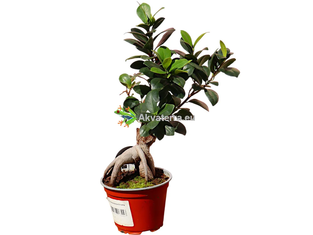 Ficus microcarpa “Ginseng” – Varjoviikuna Bonsai P12 - Image 2