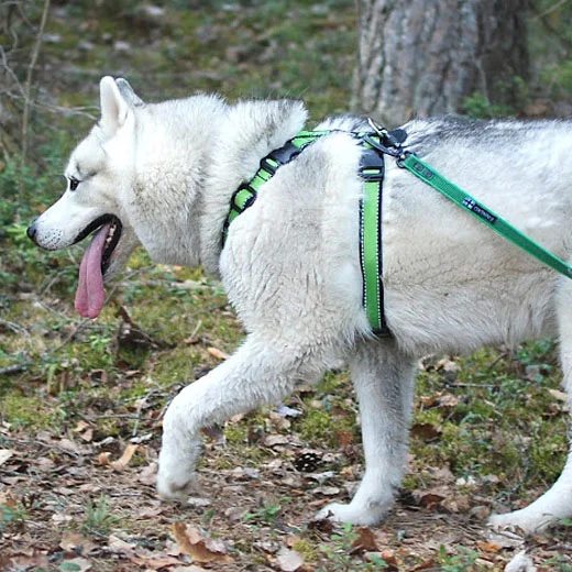 Finnero Rescue valjas, vihreä - Image 2
