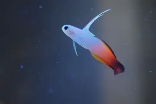 Firefish Goby (Nemateleotris magnifica)