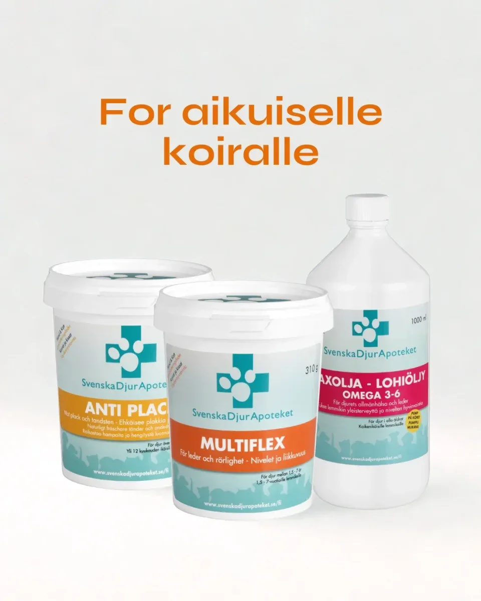 For aikuiselle koiralle