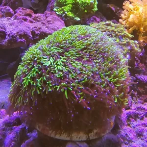 Galaxea fascicularis (L)