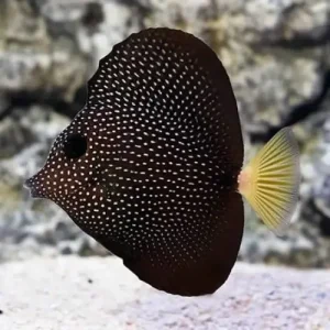 Gem Tang (Zebrasoma gemmatum)