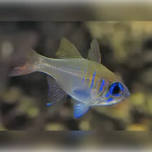 Ghost Cardinalfish (Zoramia leptacantha)
